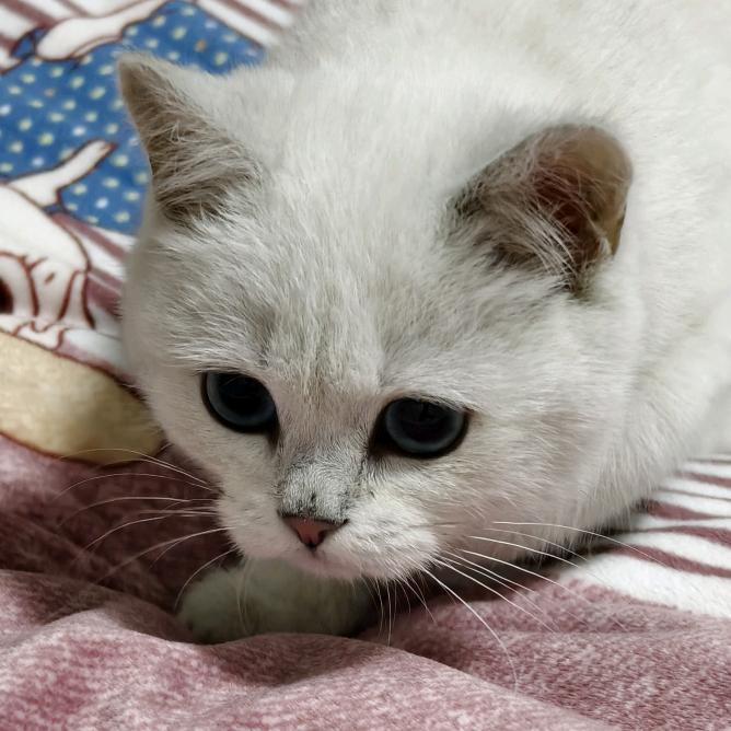 小 瞎