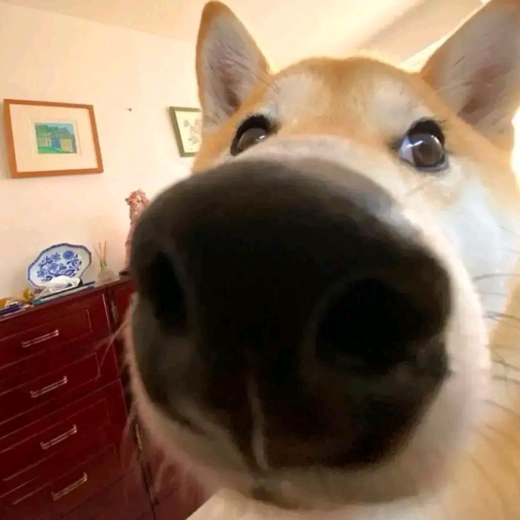 如若不胜酒力 移步与狗同桌