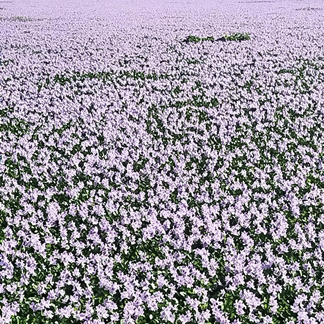 爺劉的狠