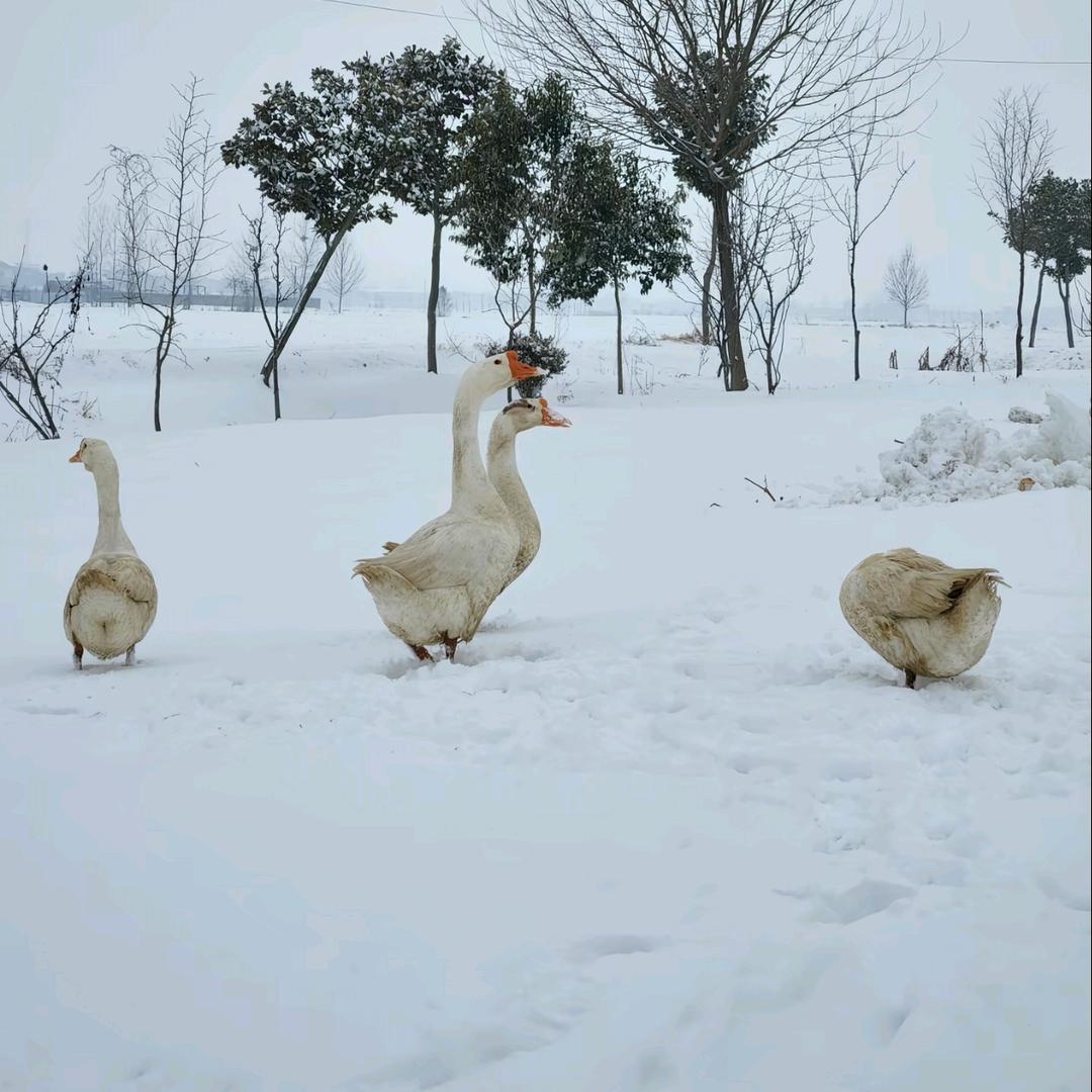 巴图鲁