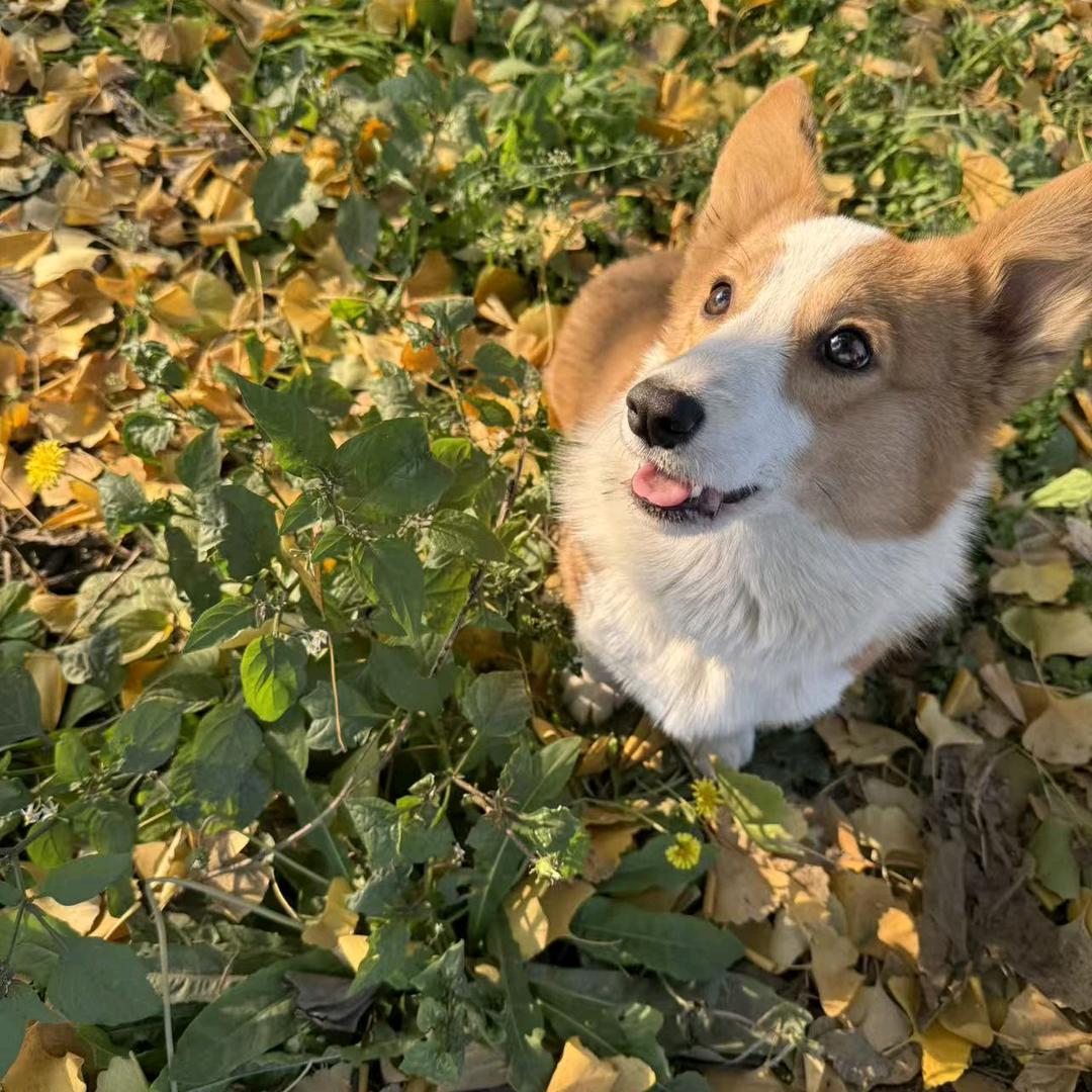 豆汁老公是开心