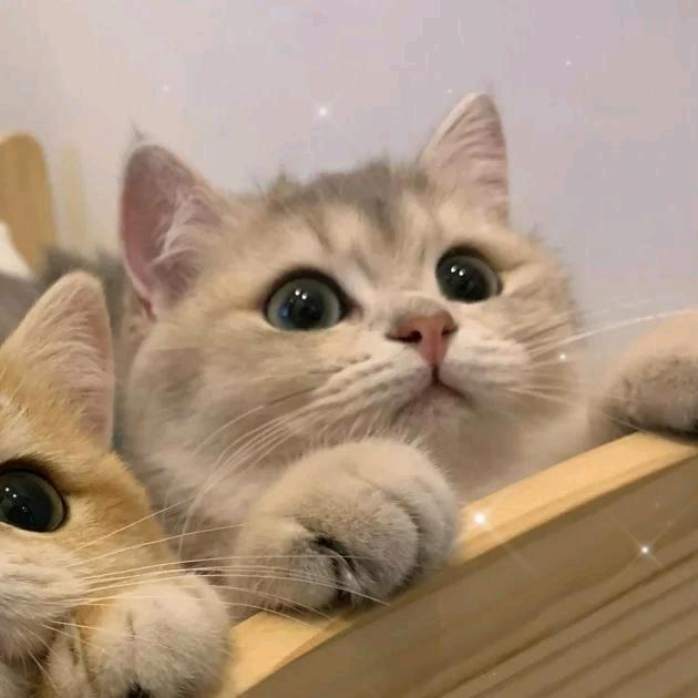 猛