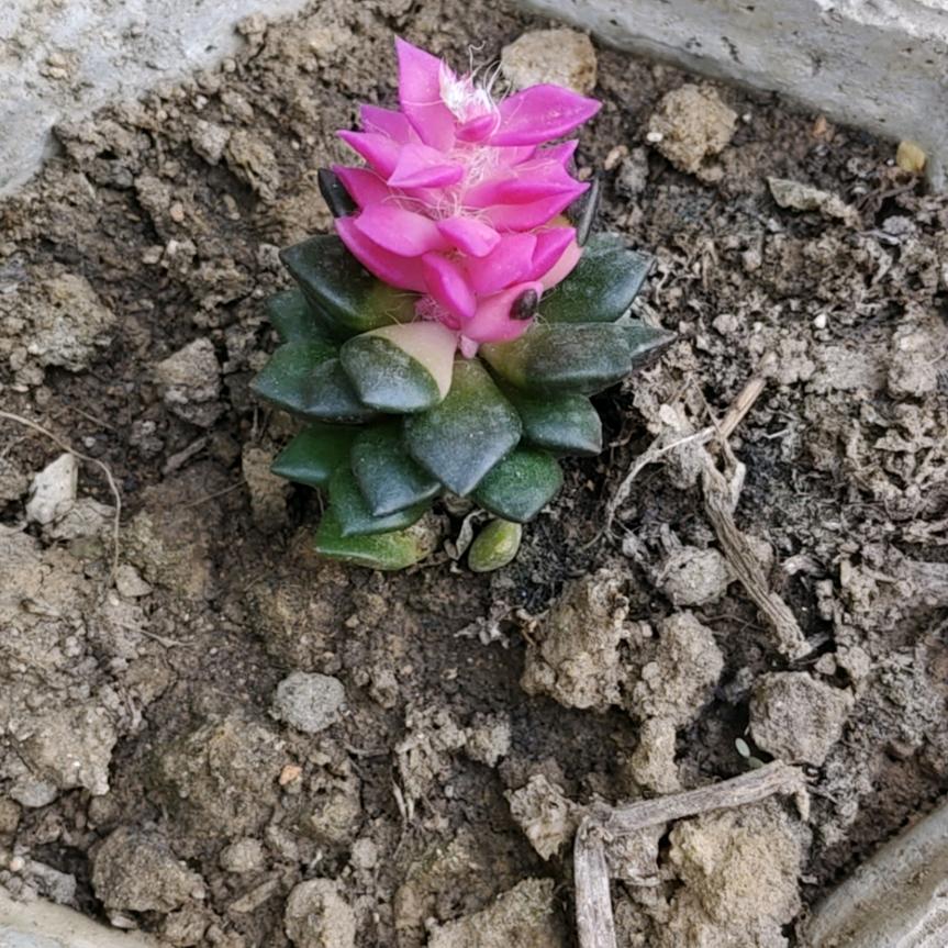 🚬এ᭄一介🎋俗人ღᩚ᭄🍺: