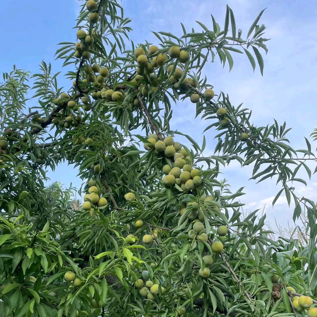 向皮糖