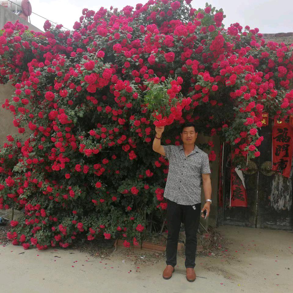 君德发花卉专营店