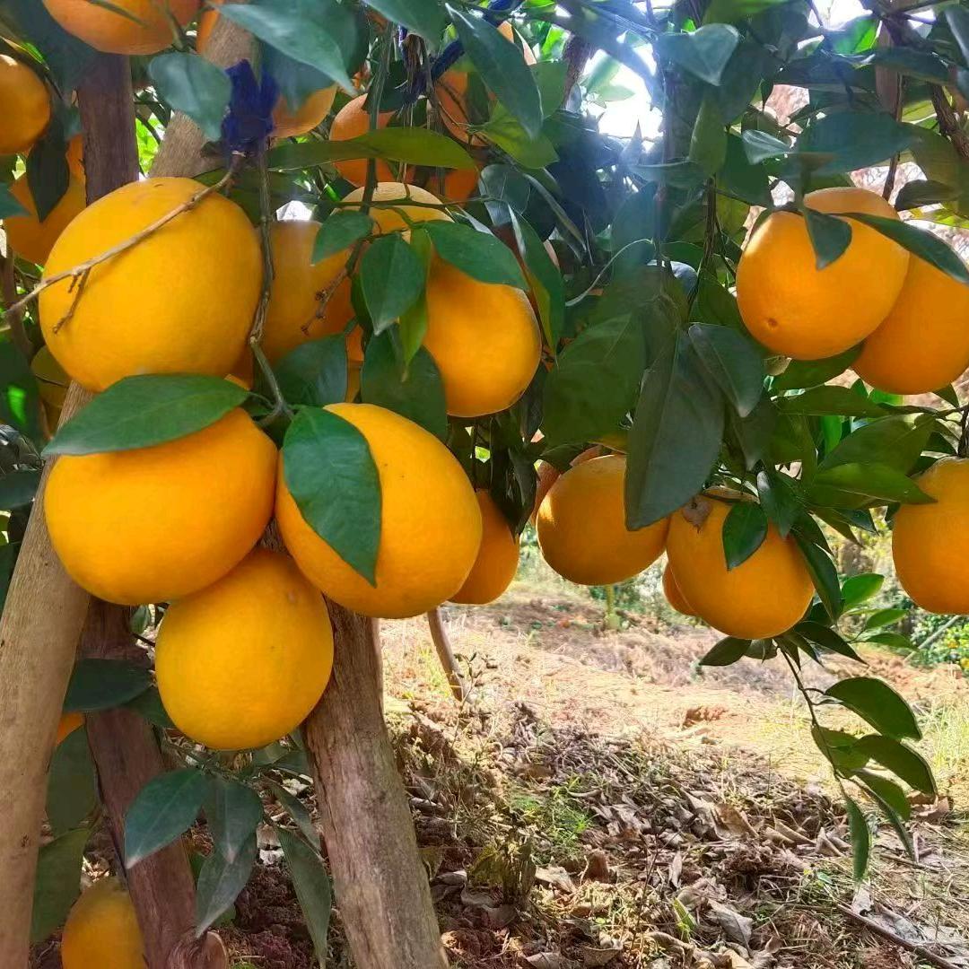 赣南新鲜水果甄选铺