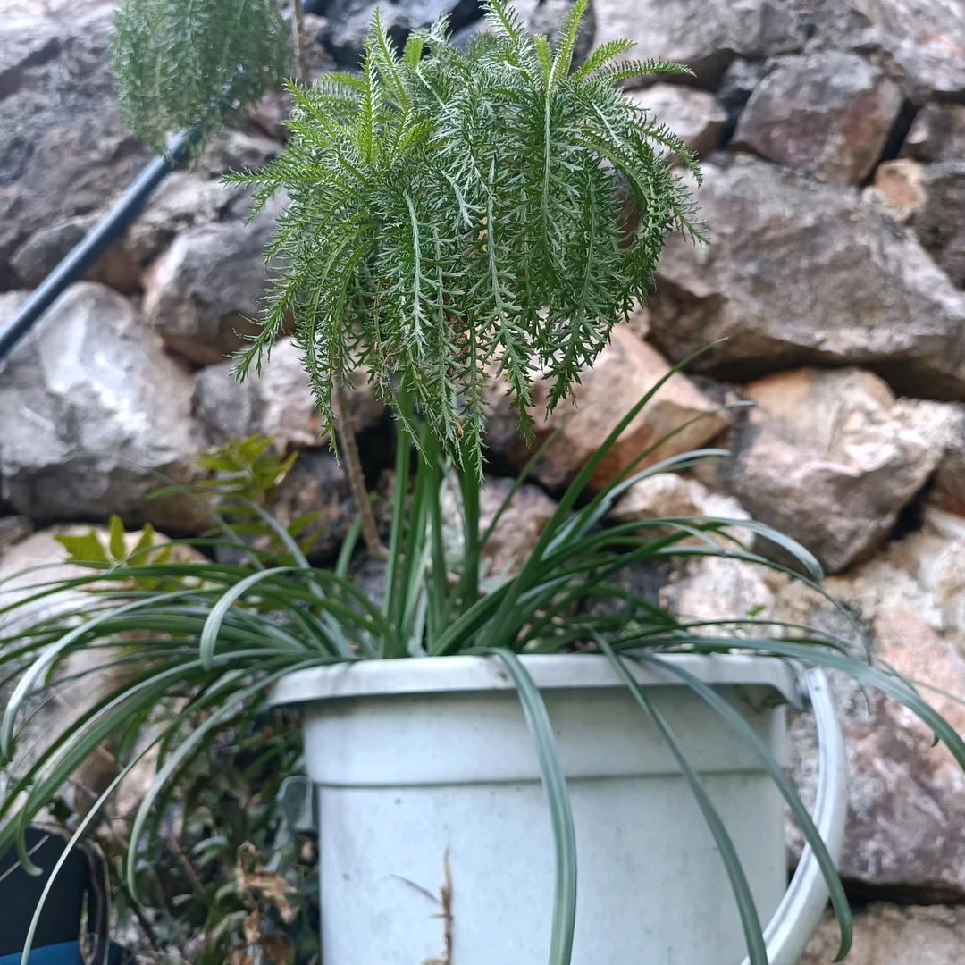 凯里市芊山万草佳香农副产品经营部