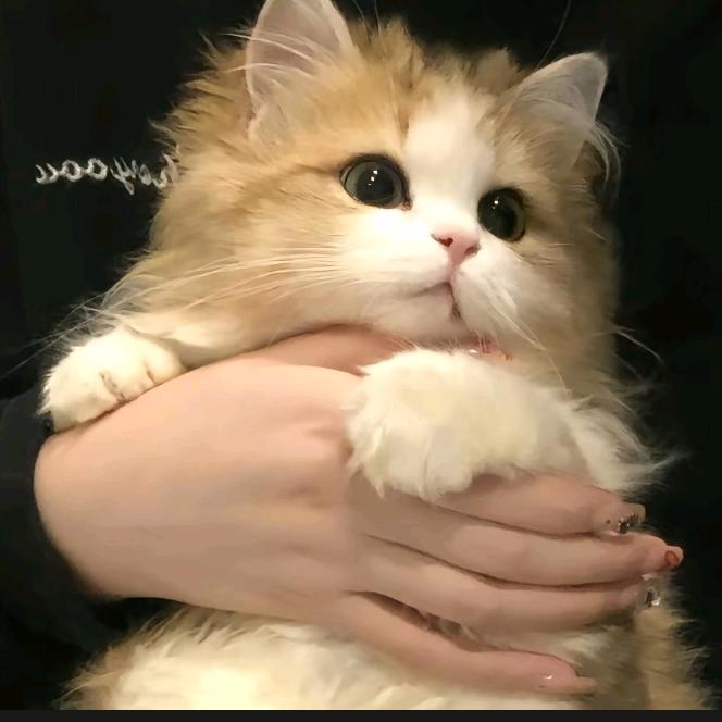 l哈哈