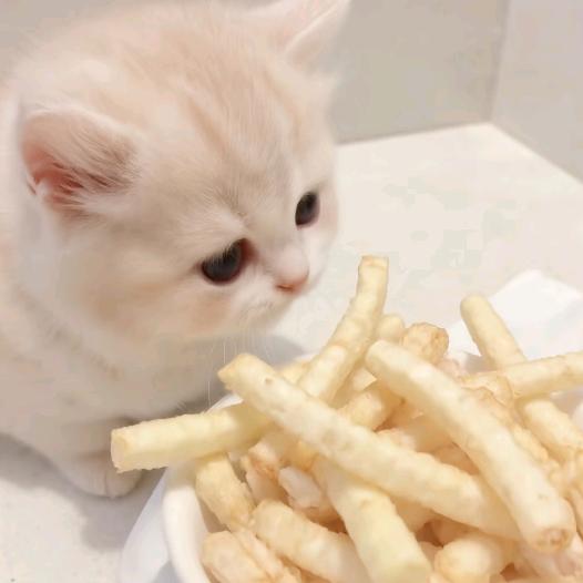 熊猫蘸大酱