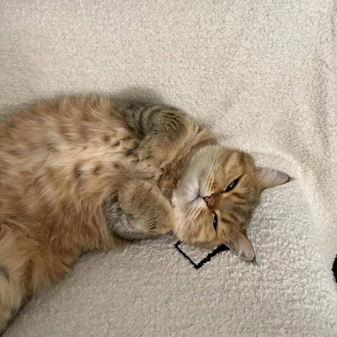 Kimi