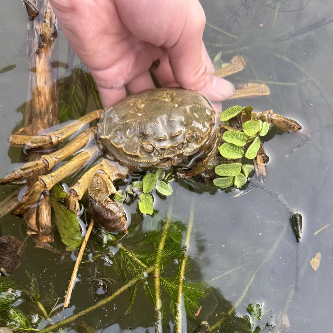 兴化潘哥优品严选