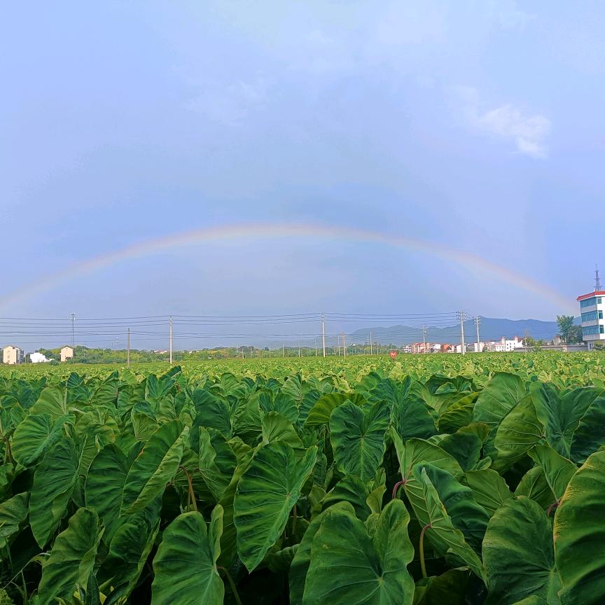 小yang