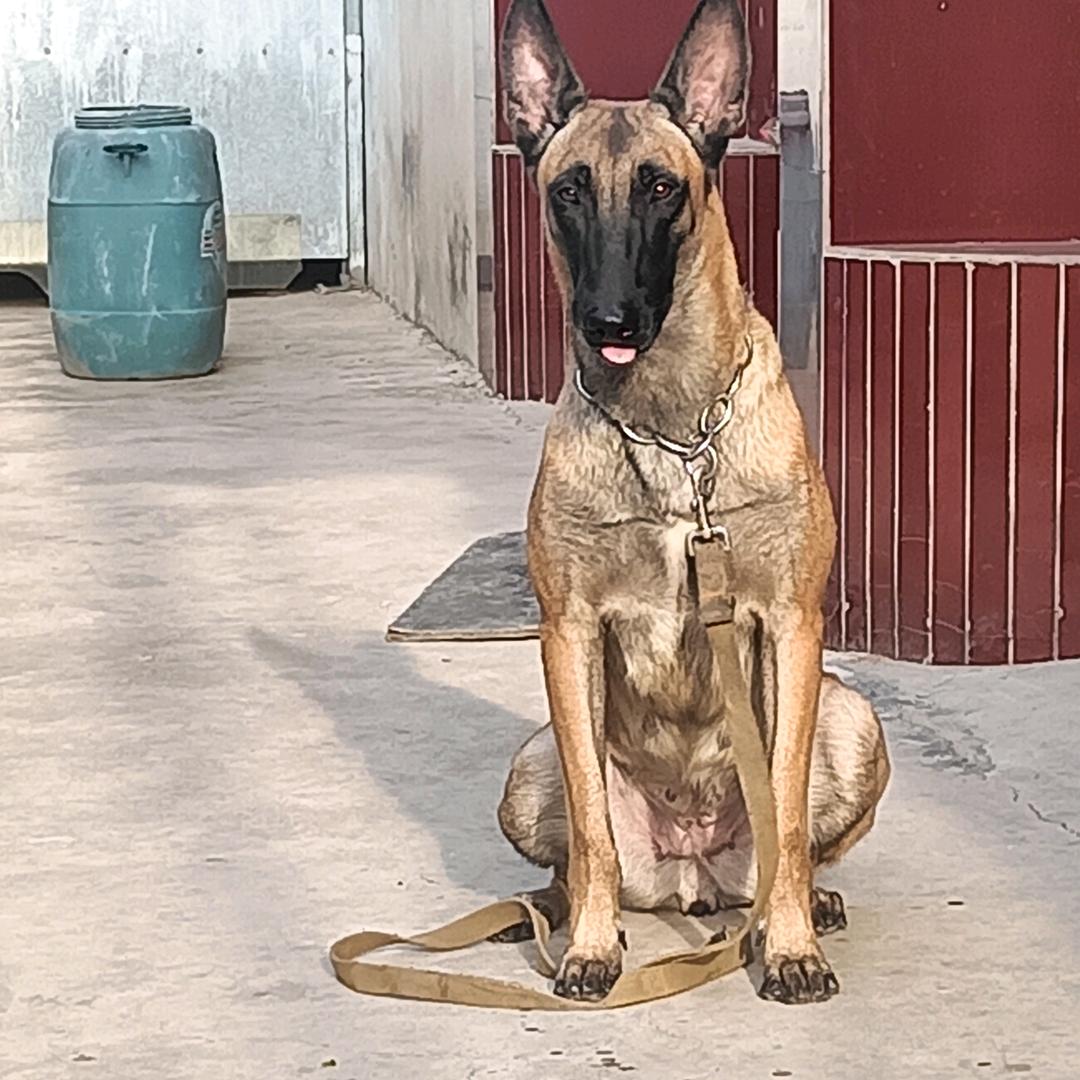 虎妞🐶麻麻高空接球的小仙女🧚♂️