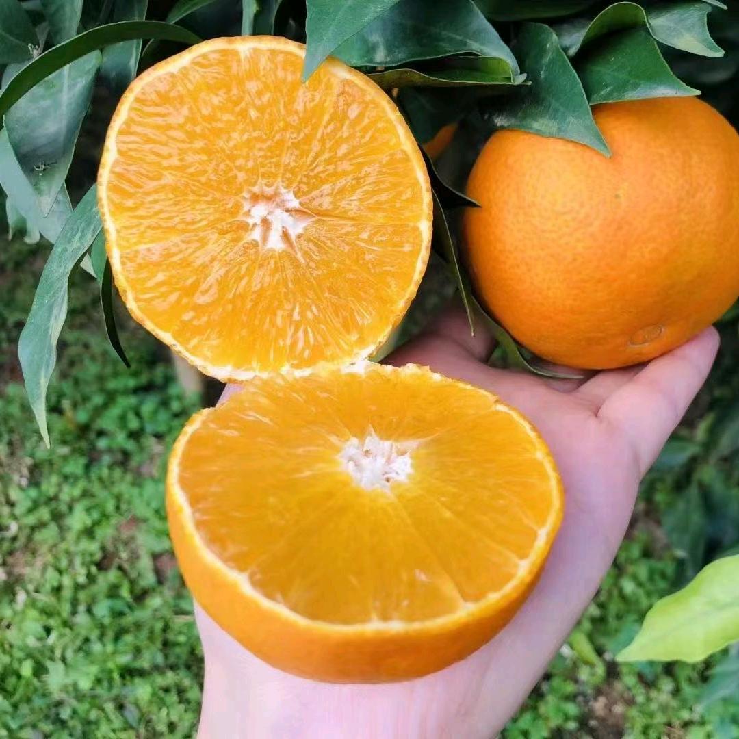 罗橘的橘子🍊