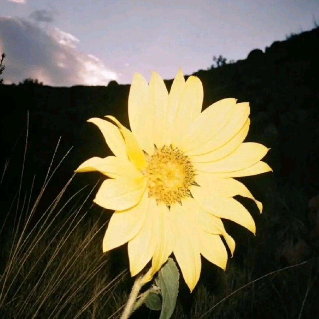 我真是没功夫跟你闹了