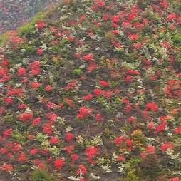 春暖花开