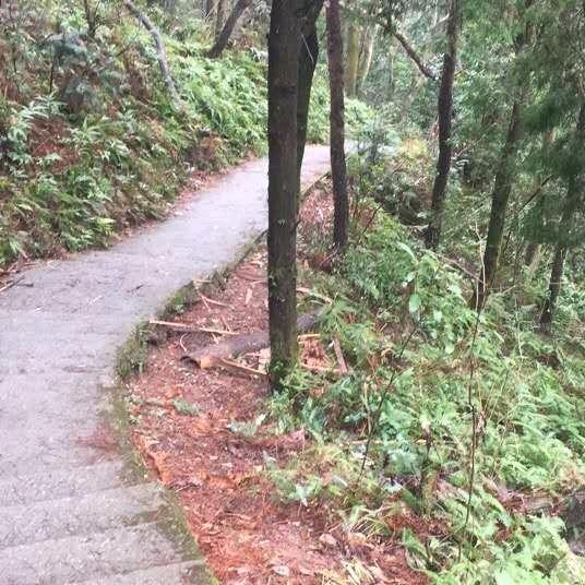 盾林家