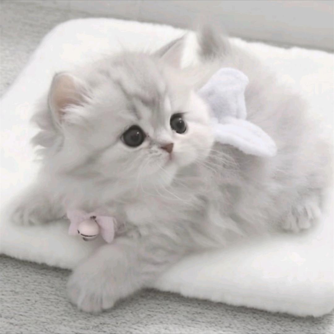 叫我苏子吧