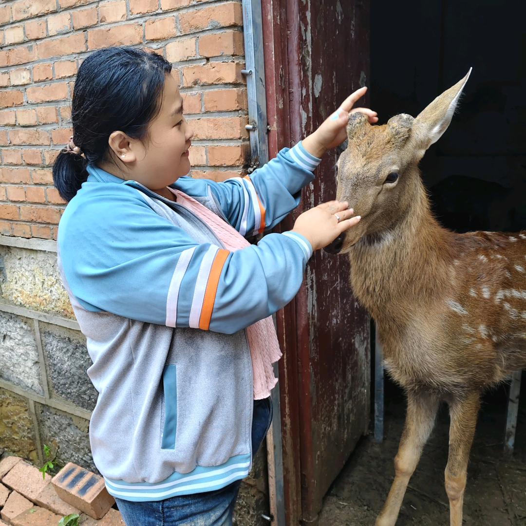 满庄跑梅花鹿🦌养殖