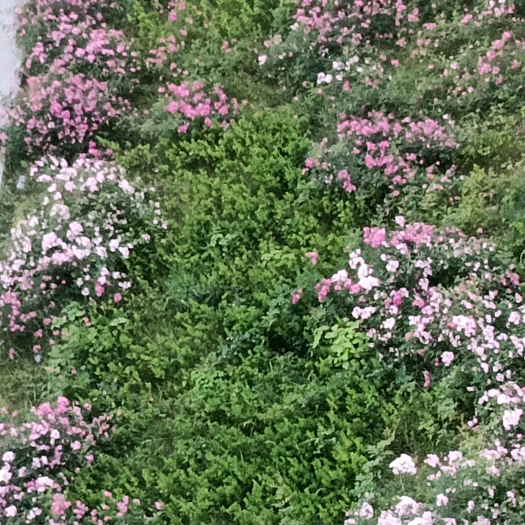 漂