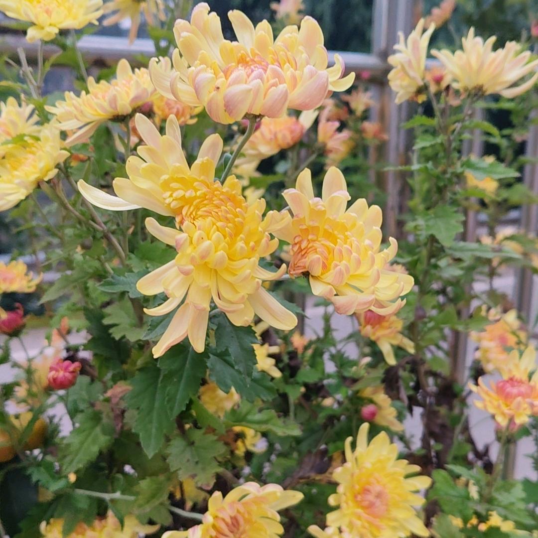 🍎૮ต•̤ 余生༝ •̤随心ตა