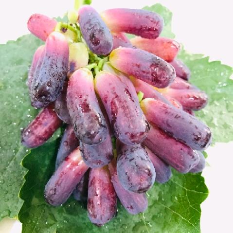 葡萄哥🍇