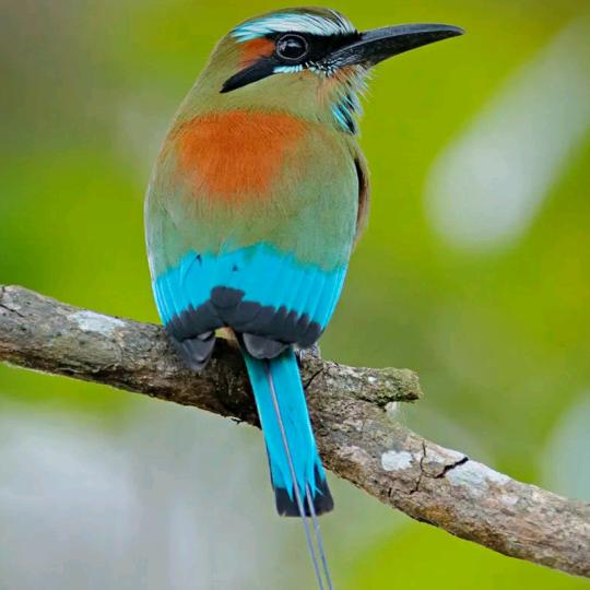 Farku