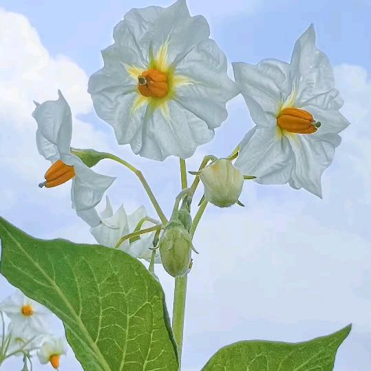 麻瓜麻花