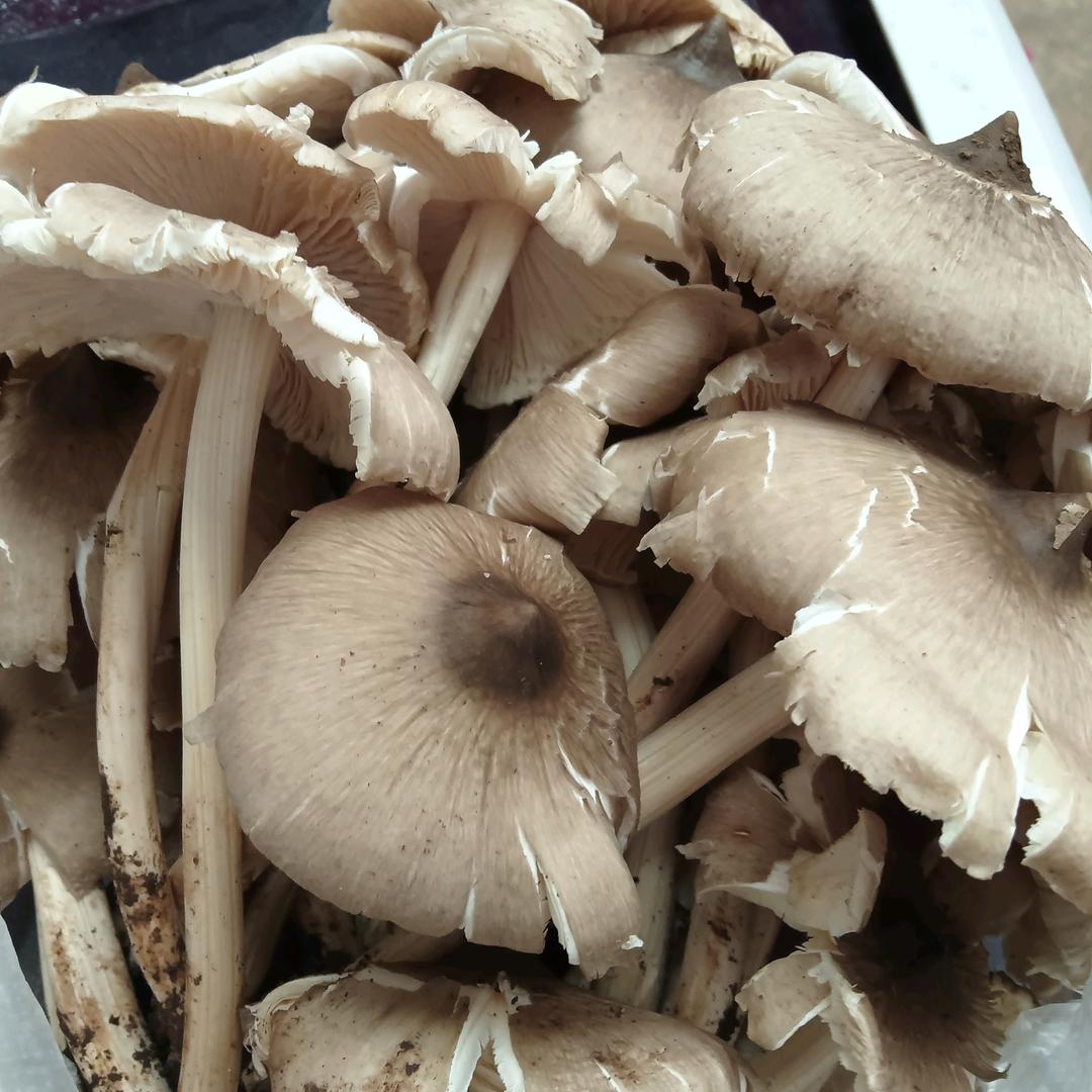 一生一世只爱你一人