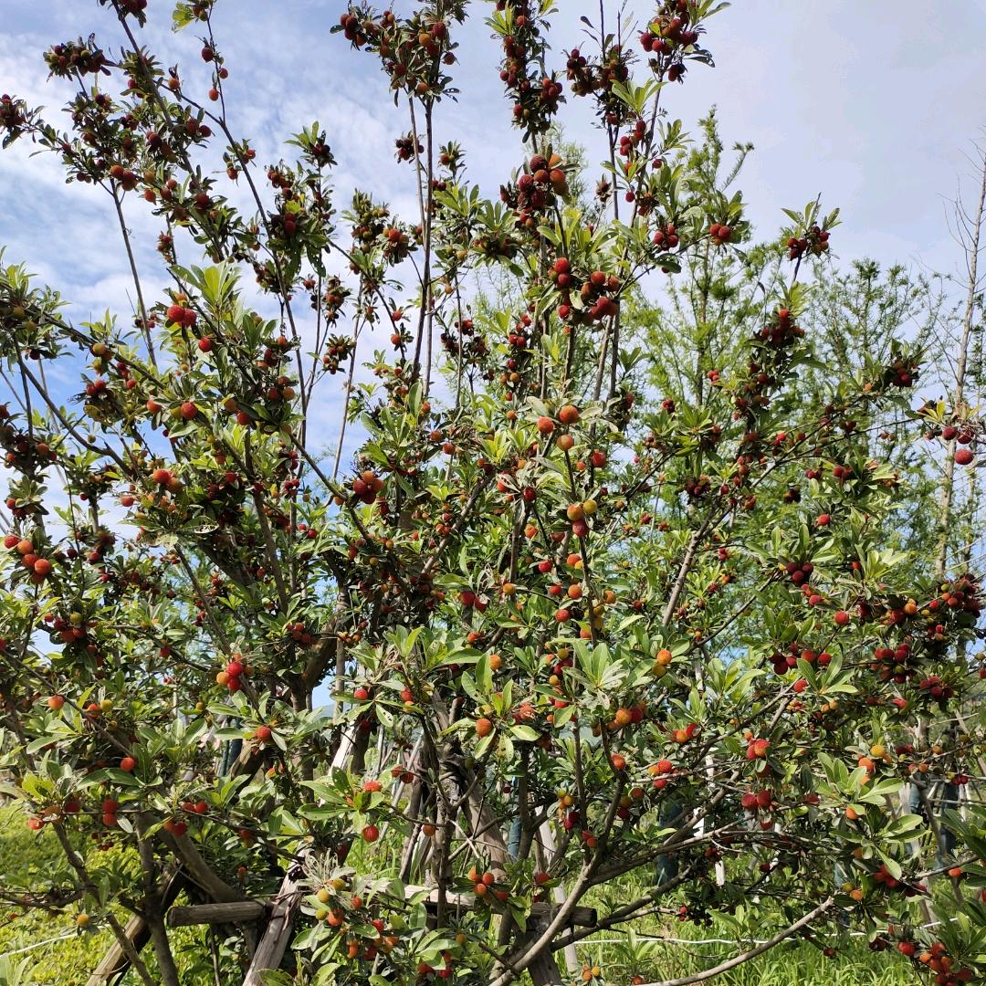 ᯽🕊⃟听风ꦾ陌路ꦿᩚ༉