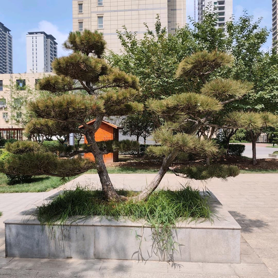 房产顾问小张
