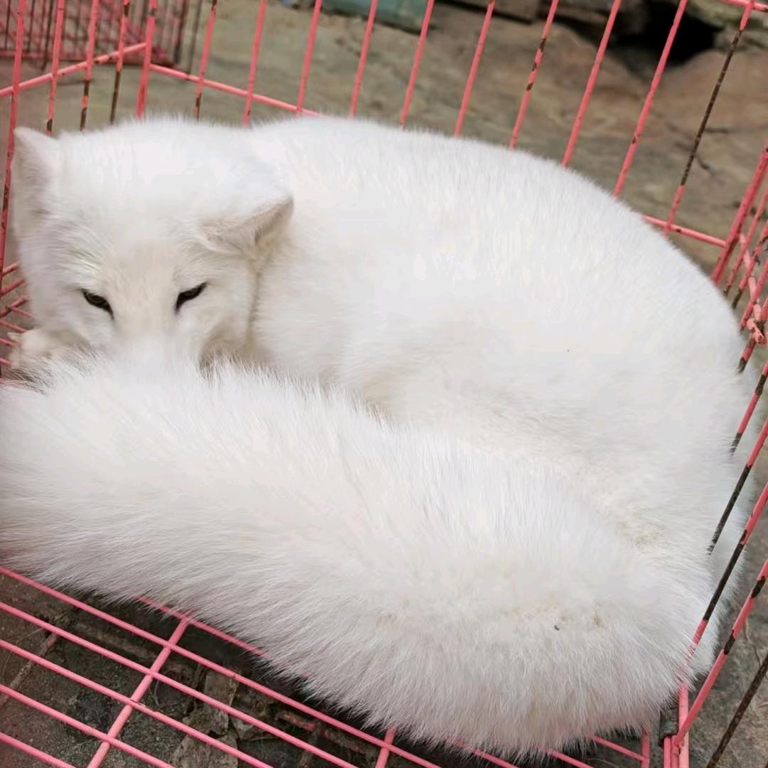 易公子🦊
