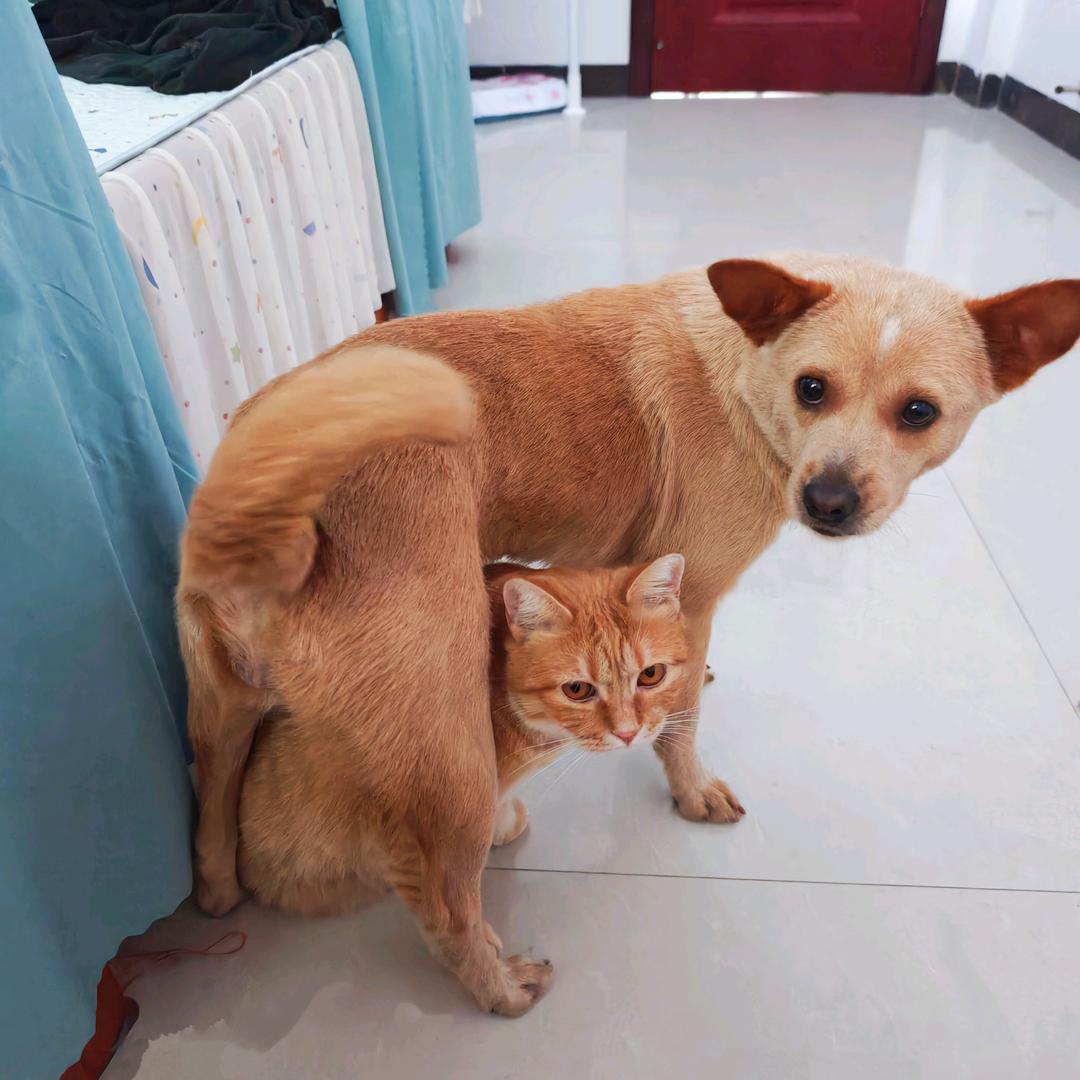 害羞是只喵🐱