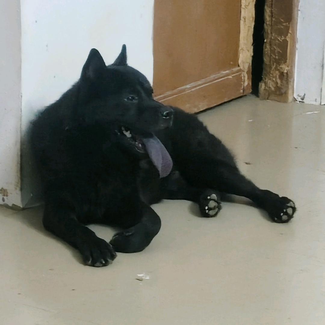 广西中华田园犬