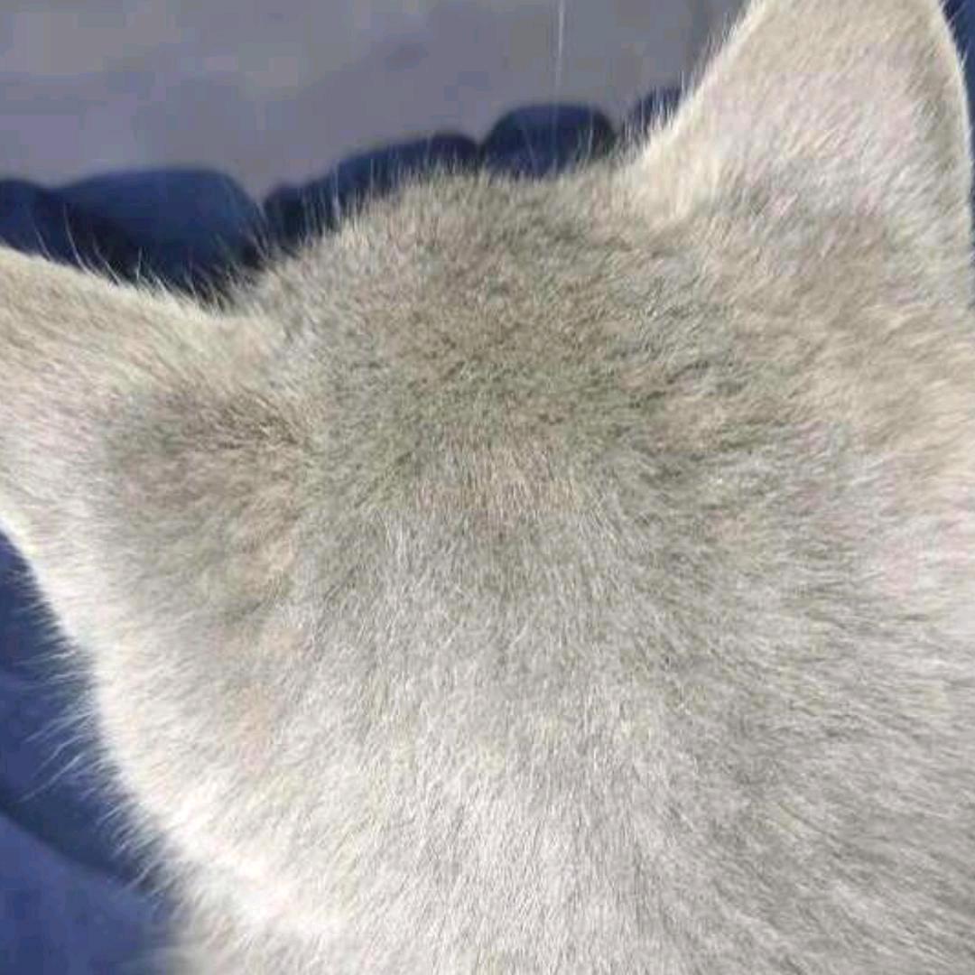 懒洋洋