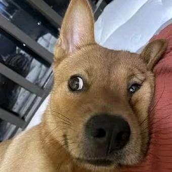 土狗