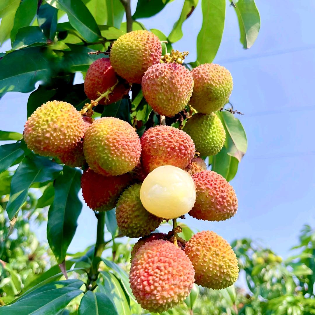 农小哥鲜生