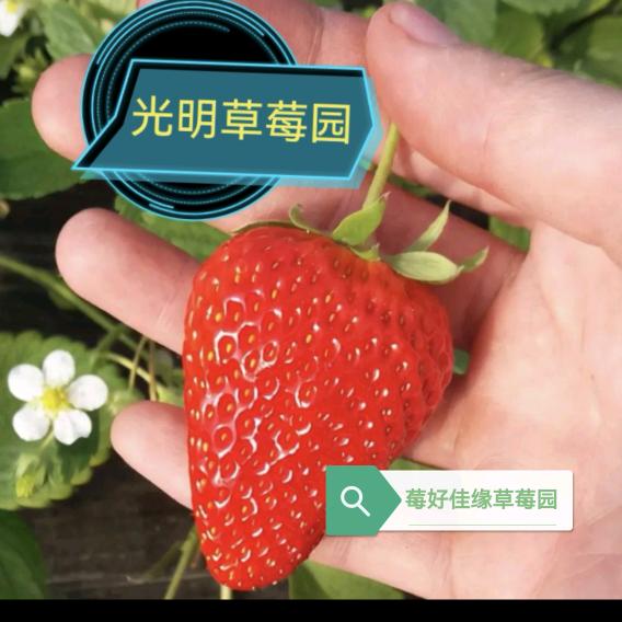 ♬乡村芙蓉☻