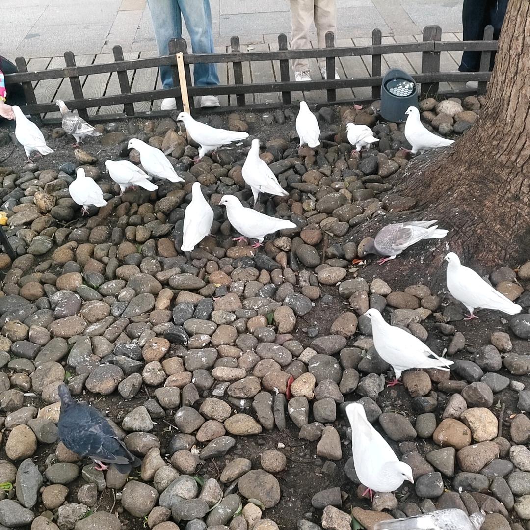 不买ES200不改名