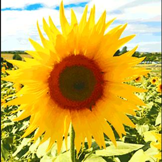 平平安安🙏🙏🙏