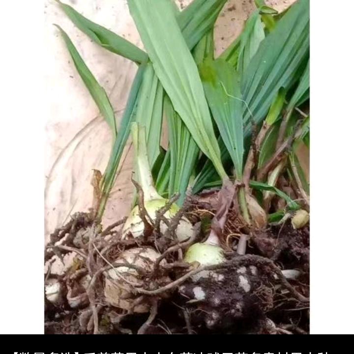 没有真爱只有无情的伤害