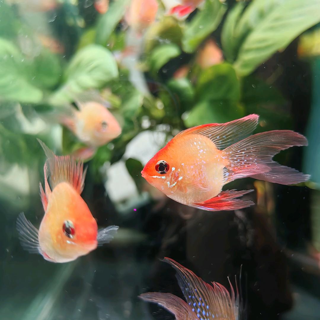 糖果妈咪精品金波子