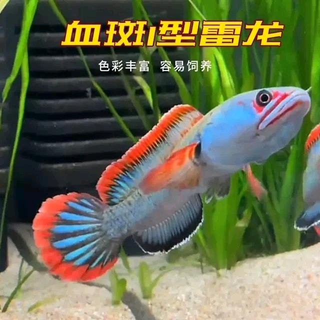 悦姐雷龙工作室