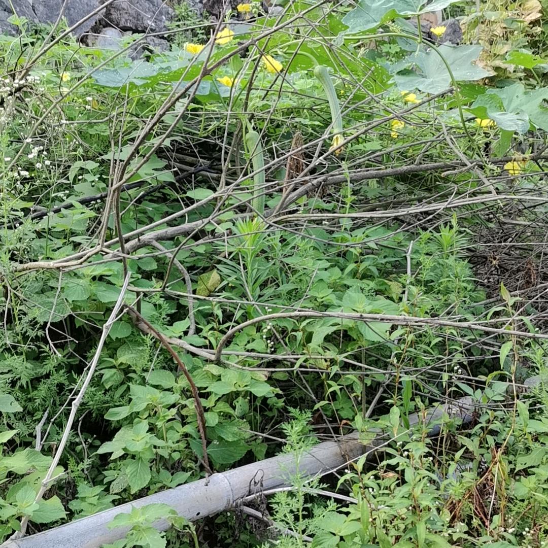已注销