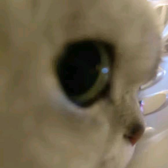 悦悦