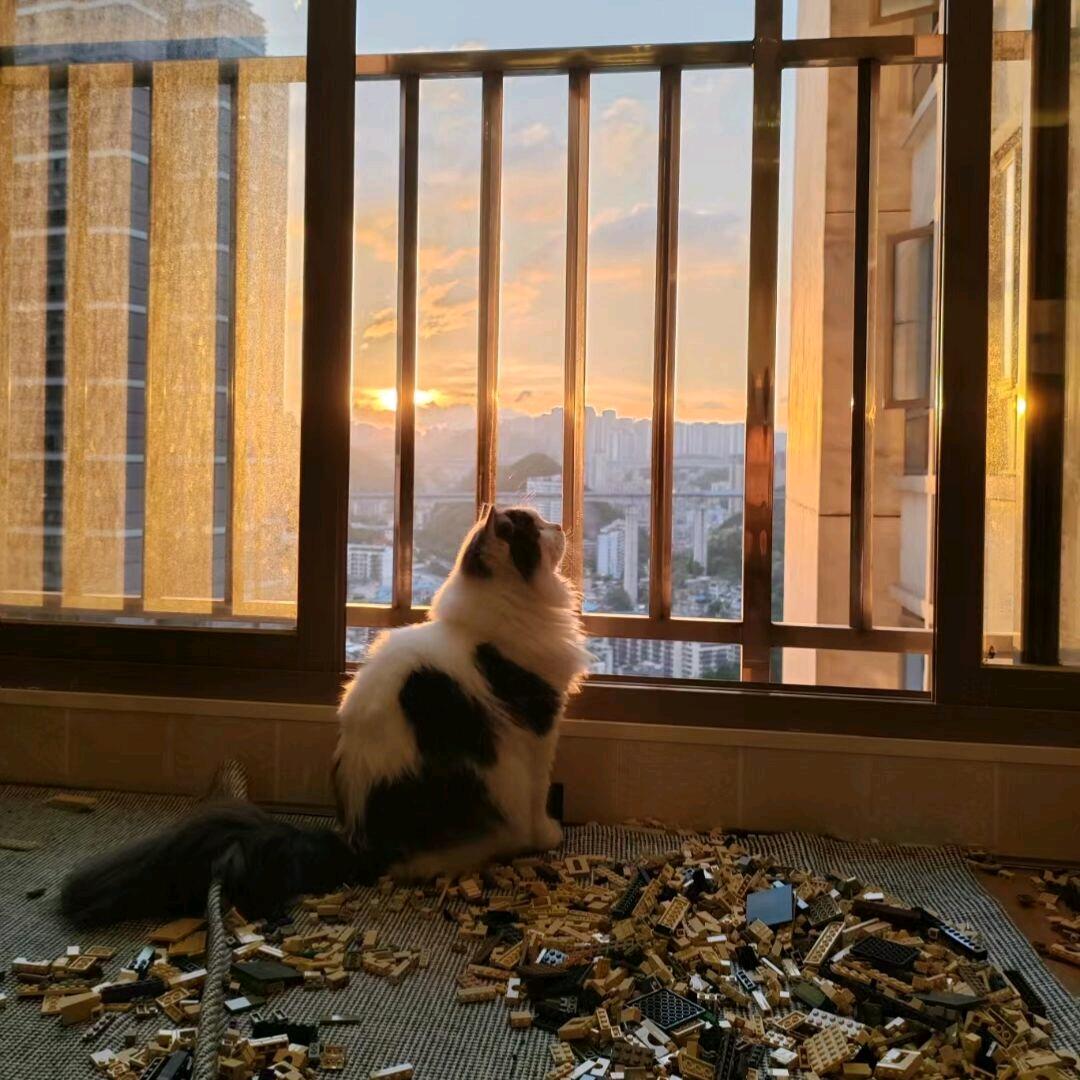 犹豫鱿鱼不忧郁