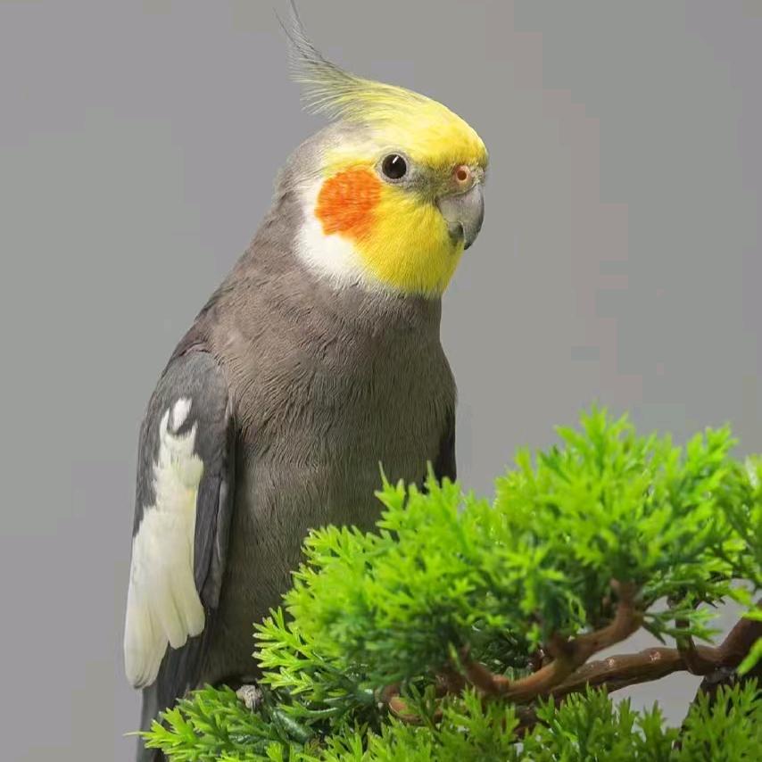 阿森鹦鹉训练班