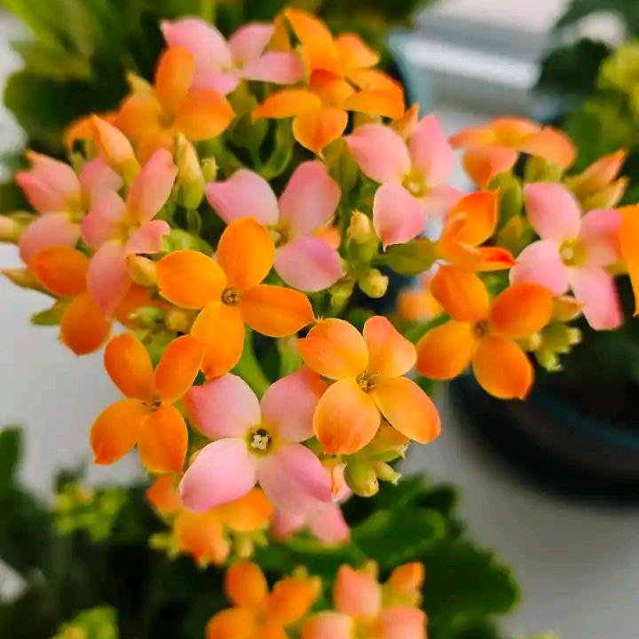 聆听花语666