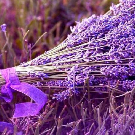 ℒℴѵℯ薰衣草এ⁵²º᭄এ