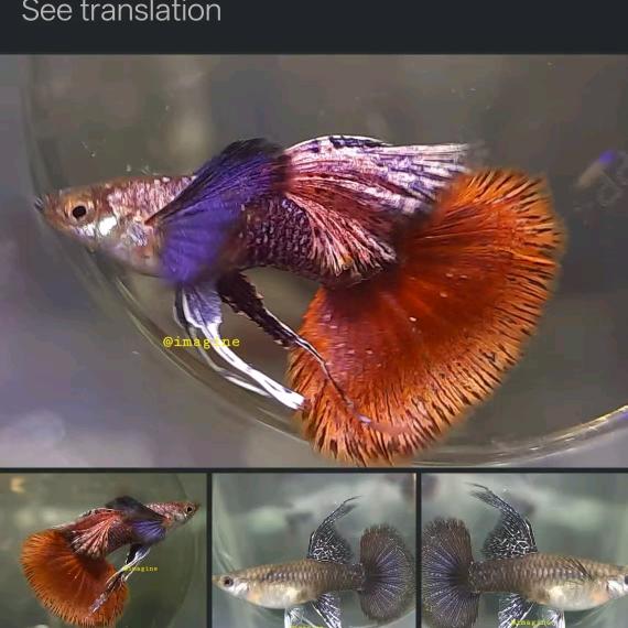 幻冰家的孔雀鱼